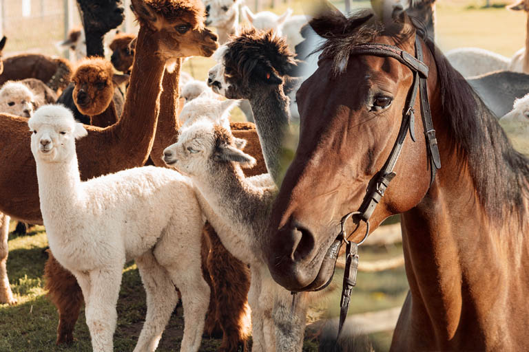 Alpacas and horses