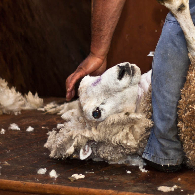 Sheep shearing