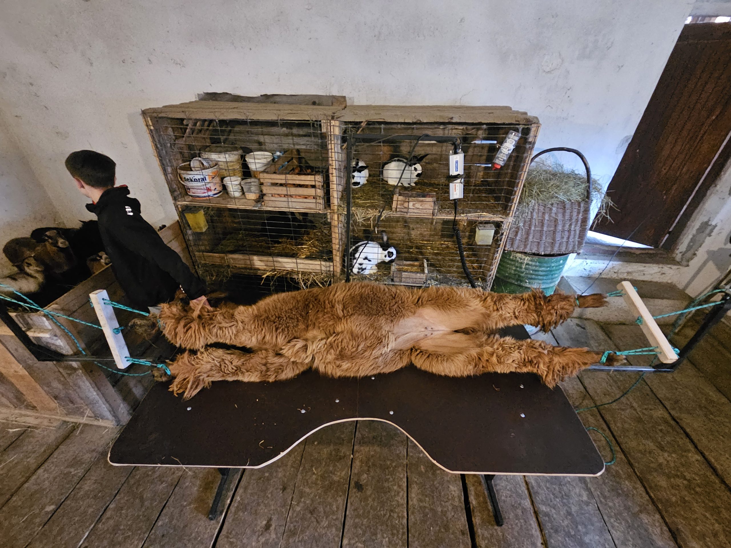 Stół do strzyżenia alpak